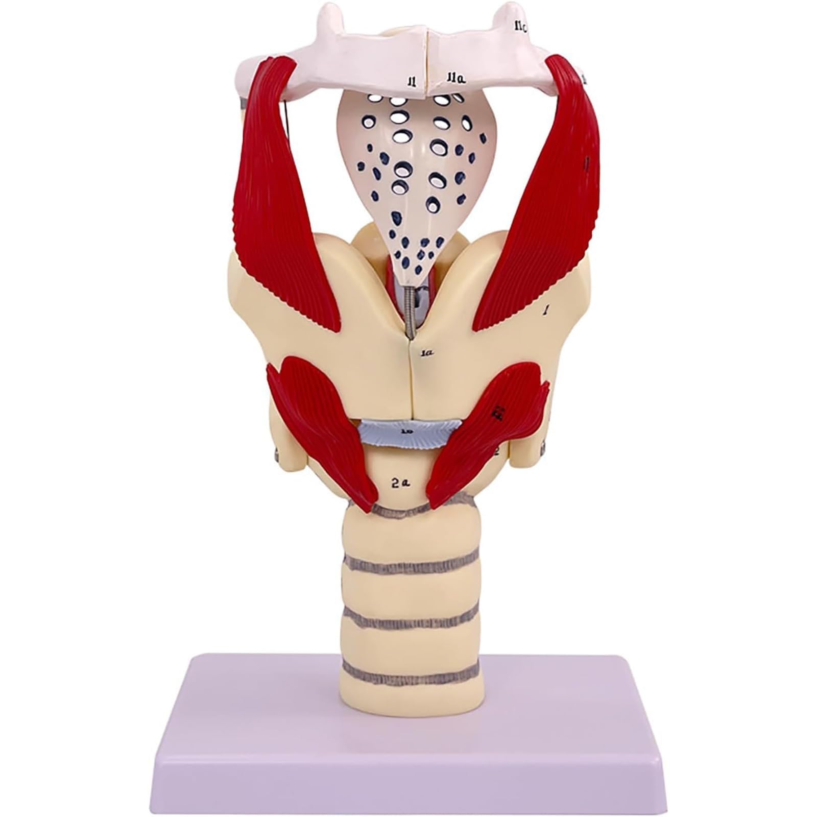 Model Funkcjonalny Krtani, 3-krotna Wielkość Naturalnej Krtani I Gardła Ludzki Model Anatomiczny Wzmacniający Strukturę Szyi I Funkcję Medycyny
