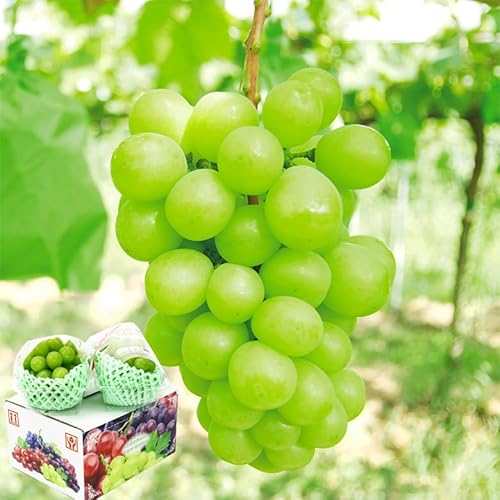 地域厳選 シャインマスカット 化粧箱入り 2房 約650g 秀品 山梨県 岡山県 長野県 香川県 マスカット お中元 暑中見舞い 敬老の日 ギフト プレゼント