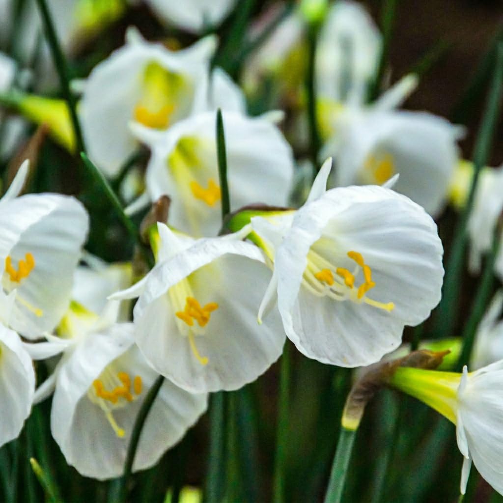 Green boutiQ - 160x Narcissus White Petticoat - Narcisse à jupon blanc - Blanc - Floraison printanière - Calibre 6/8
