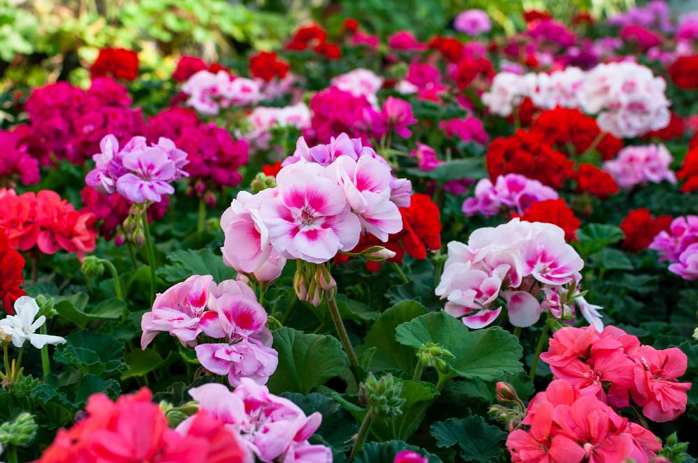 Bloomique - Lot de 6 - Pelargonium Zonale - Géraniums dressés - Plantes de jardin - Hauteur 15-20 cm - Pot 10,5 cm