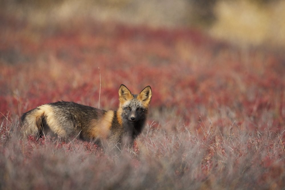 PosterazziView Of Cross Fox Standing Amongst Blueberry Bushes Foliage Denali National Park Interior Alaska Fall Poster Print, (34 x 22)