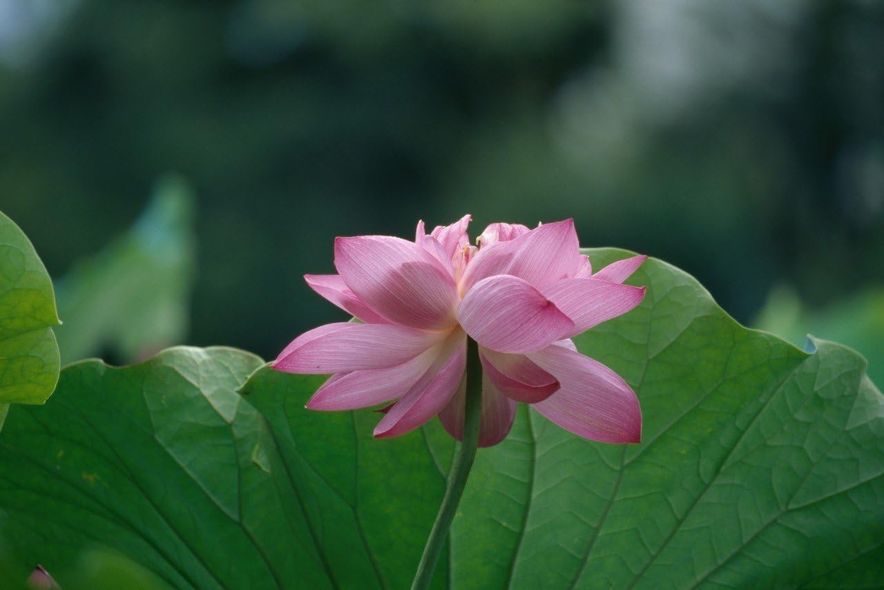 Kodak E100G Professional ISO 100, 120mm, Color Transparency Film (5 Roll per Pack)