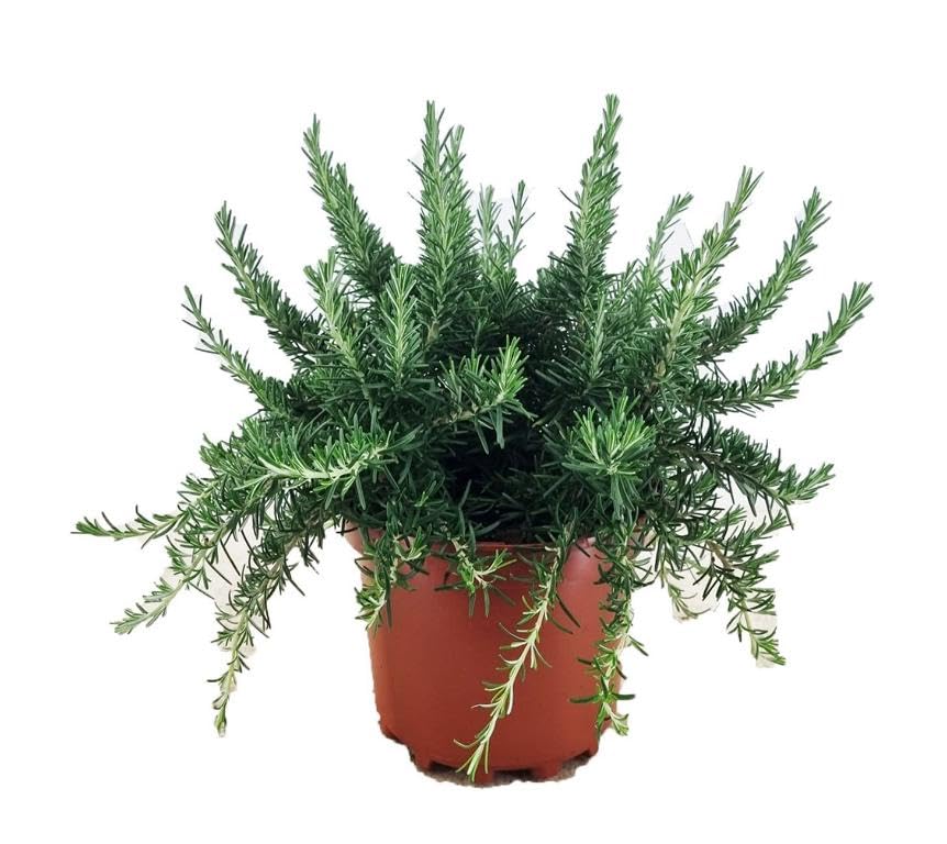 Hngender Rosmarin Prostratus  Kriechender Rosmarin im 3L-Topf |  Winterharte, immergrne & aromatische Kruterpflanze | Pflegeleicht fr  Garten, Balkon & Kche : Amazon.de: Garten