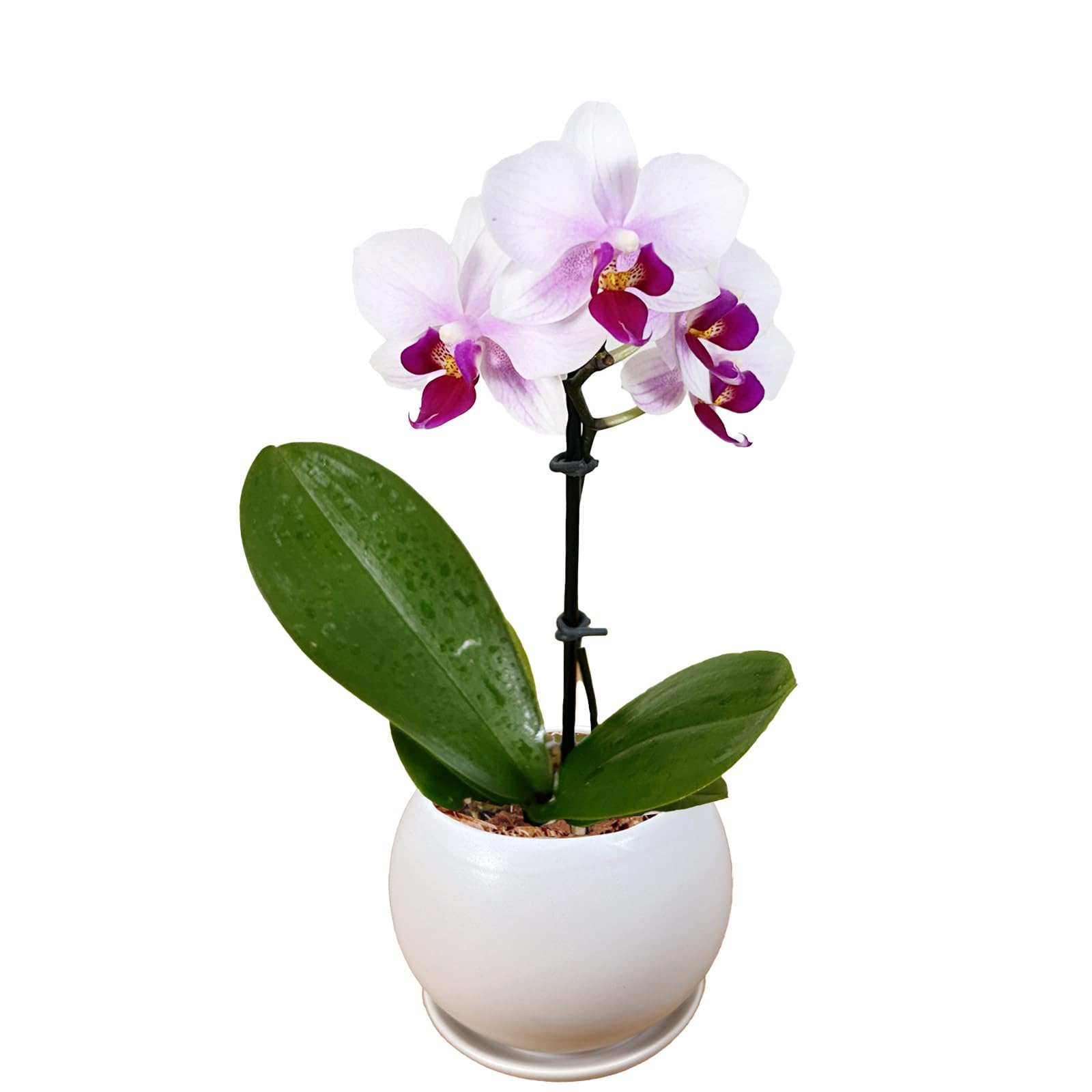 Amazon｜l'arbre blanc マイクロ 胡蝶蘭 観葉植物 ミニ ギフト