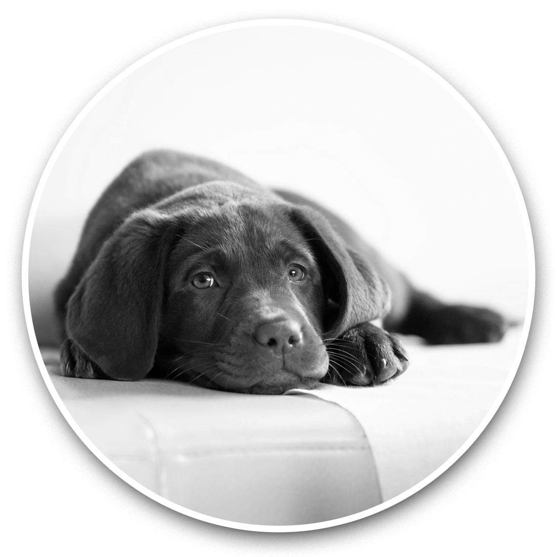 Destination Vinyl Ltd Bw Brown Labrador Puppy Dog Pet 42635 2 X 7.5Cm Vinyl Stickers - Brown Labrador Puppy Dog Pet Decals 42635
