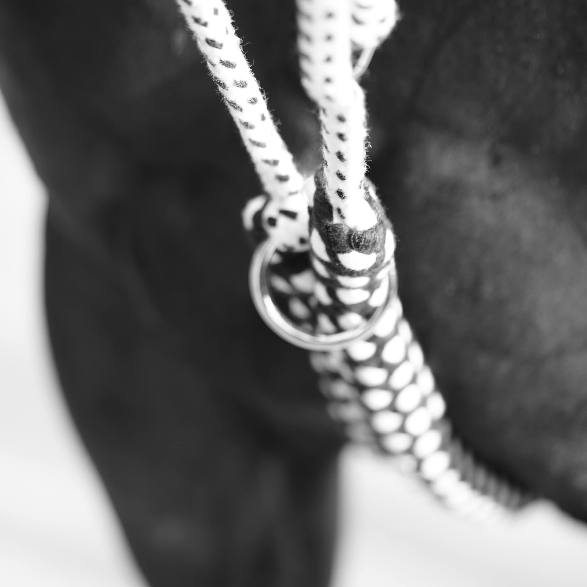 Canter Rienda del Caballo Soft Rope