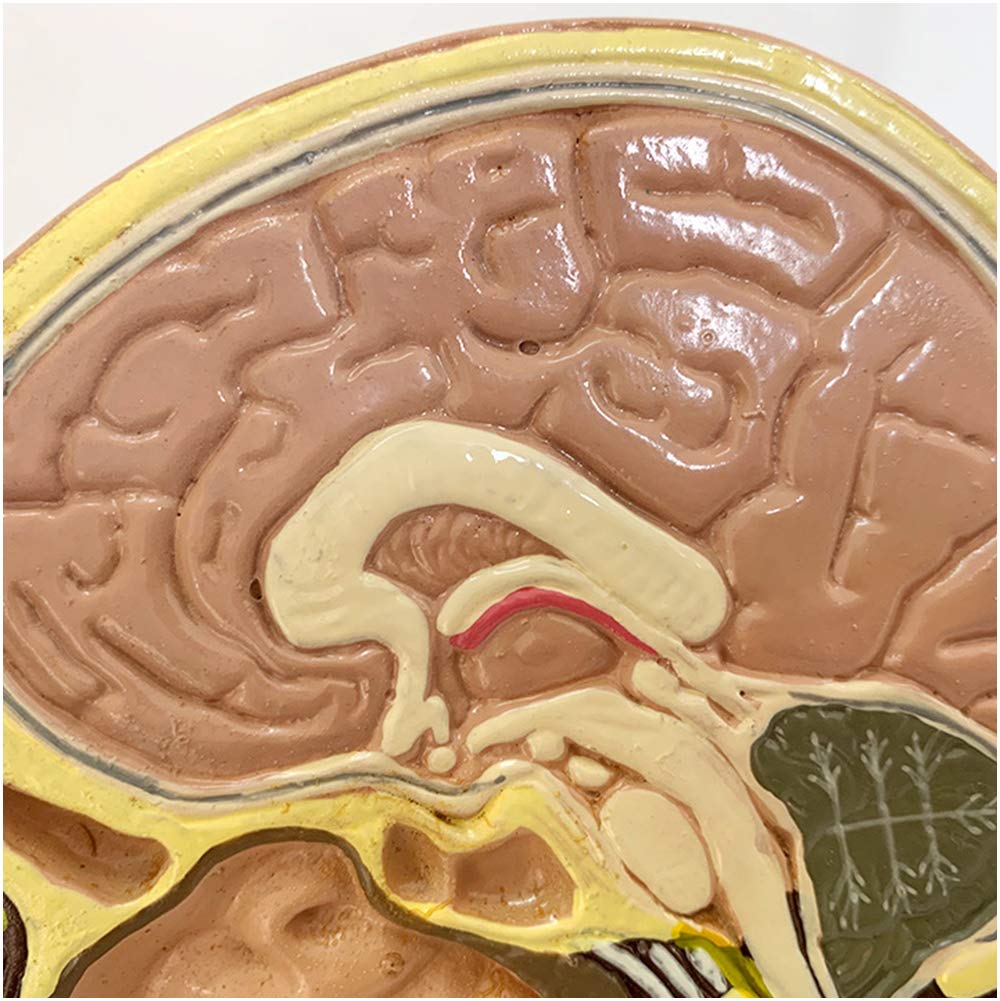 Testa Modello Anatomico - Modello di Faccia A Mezza Testa Anatomica Umana - Modello Anatomico Scientifico per Mezza Testa Fatta - per Insegnamento Medico Aiuto di Formazione Educativa