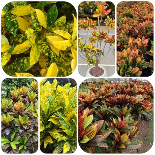 semi di interno di arbusto meraviglioso albero ornamentale resistente, resistenti cespuglio meraviglie resistenti per il giardino da balcone 40pcs