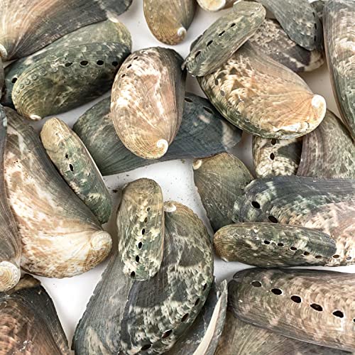Worlds Abalone Seashells -30PC Natural Green Donkey Ear Abalone Sea Shell for Craft and Home Decor 1-1/2