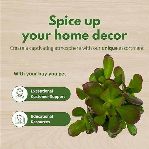 Miniatura 7 de BubbleBlooms Suculenta de jade en una maceta de 4 pulgadas Crassula ovata