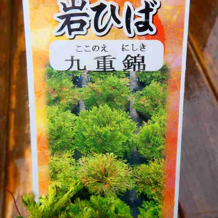 岩ヒバ 岩ひばの育て方 how to grow Selaginella tamariscina - YouTube