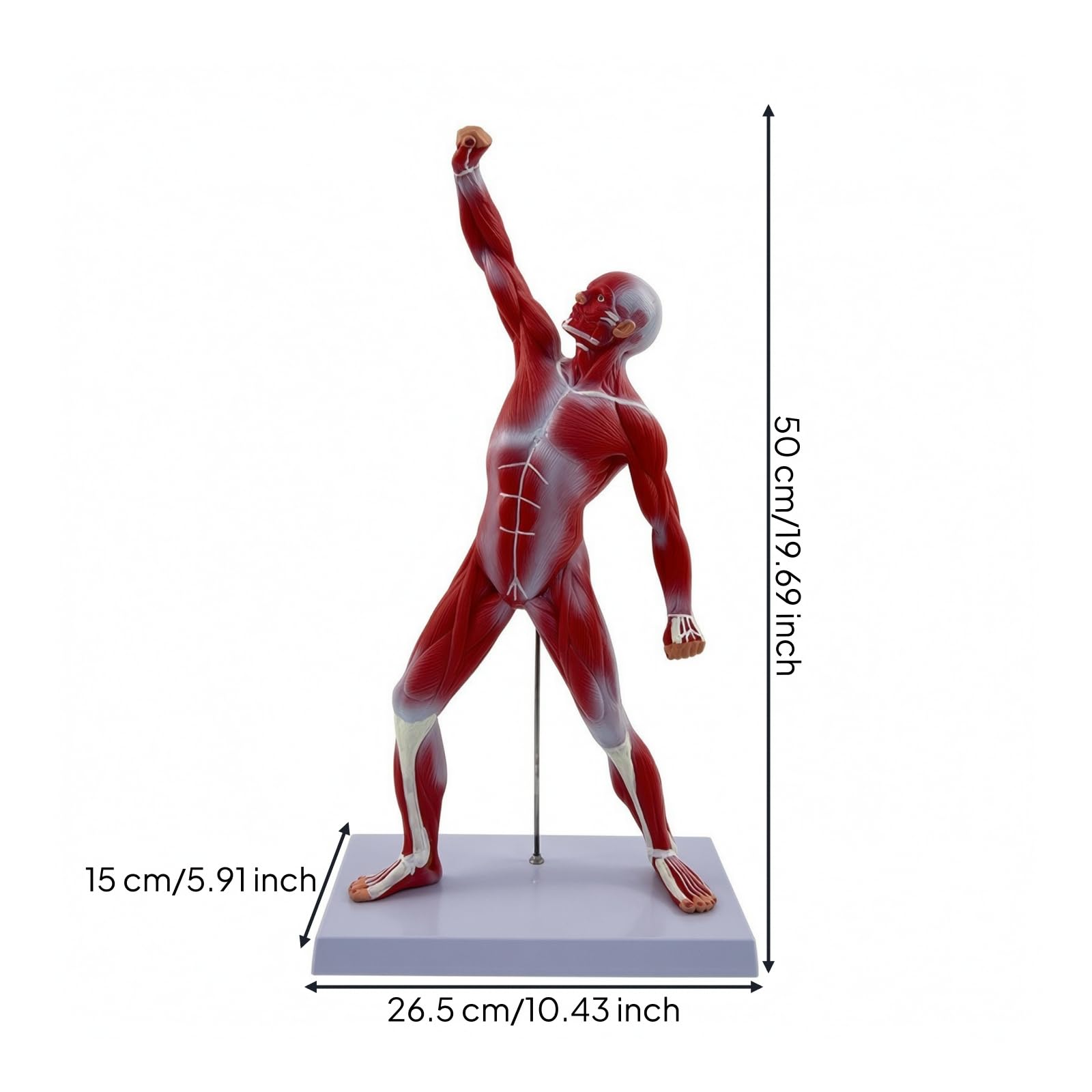 Modello Muscolare con Base Preciso , Modello Muscolare Umano Da 50 Cm