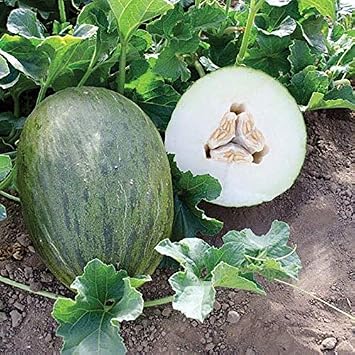 Kermit F1 Hybrid Melon Seeds - A European Hybrid Melon with Great Taste.10 - Seeds