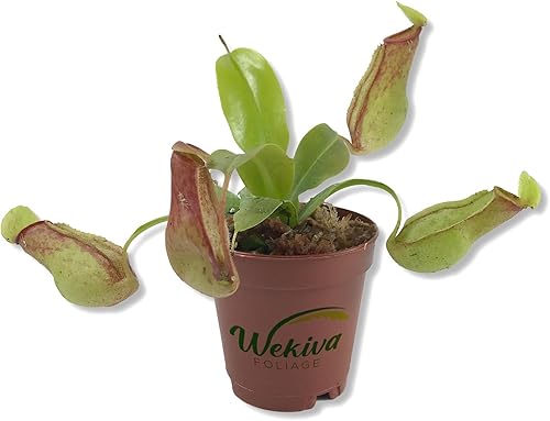 Planta de jarra carnívora, planta de inicio vivo en una maceta de 2 pulgadas, Nepenthes St Gaya, hermosas plantas carnívoras tropicales de fácil
