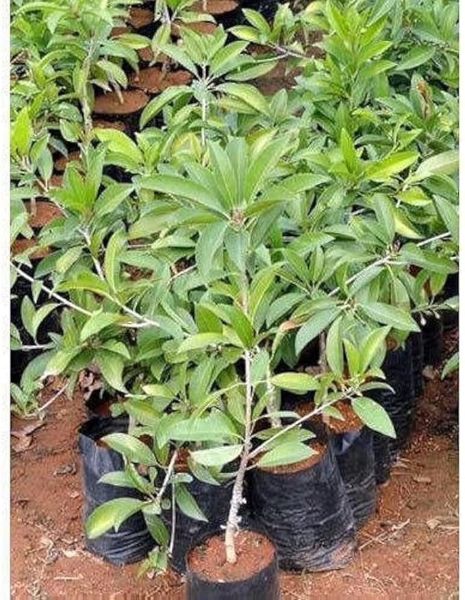 Image of Live Cheeku (Sapodilla) Fruit Plant - Outdoor Garden Tree - Sweet Tropical Fruit - Fast Growing & Hardy - Grafted Live Plant