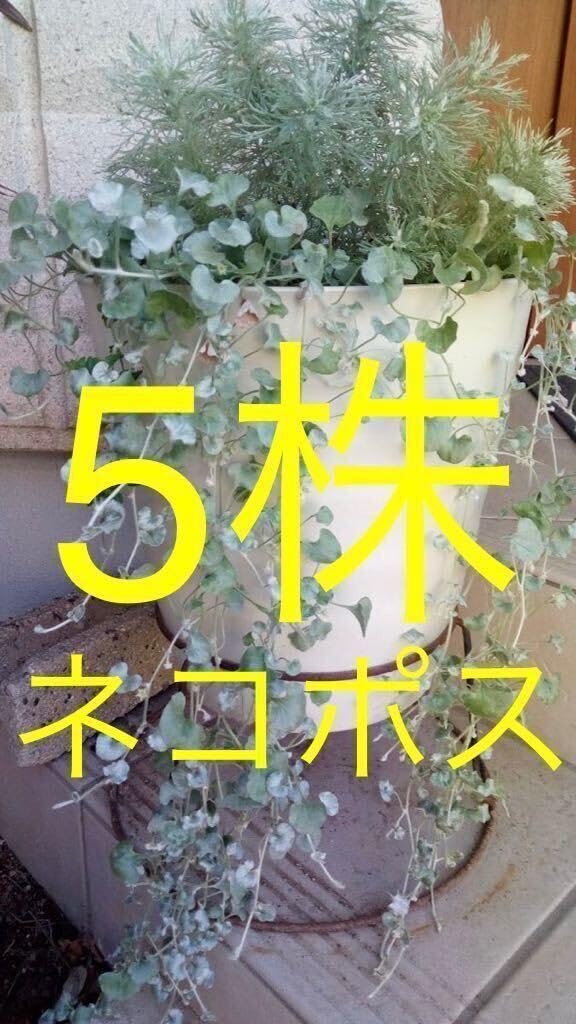 Amazon.co.jp: 5株 ディコンドラ シルバーフォール 抜き苗 グラウンド 