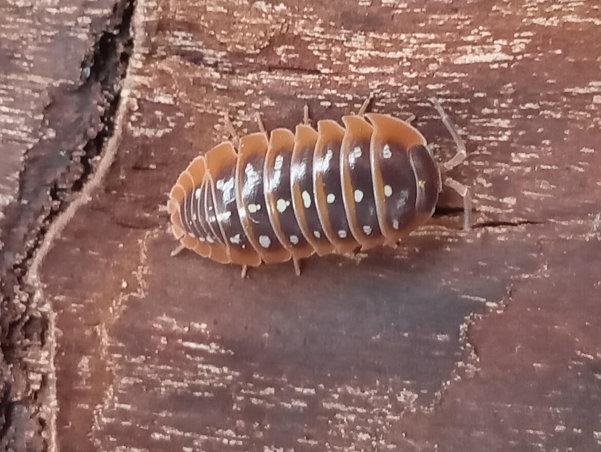 Live Armadillidium Klugii isopods – Klugii Woodlice for Bioactive Terrariums or Clean-Up Crews - LARGE (10)