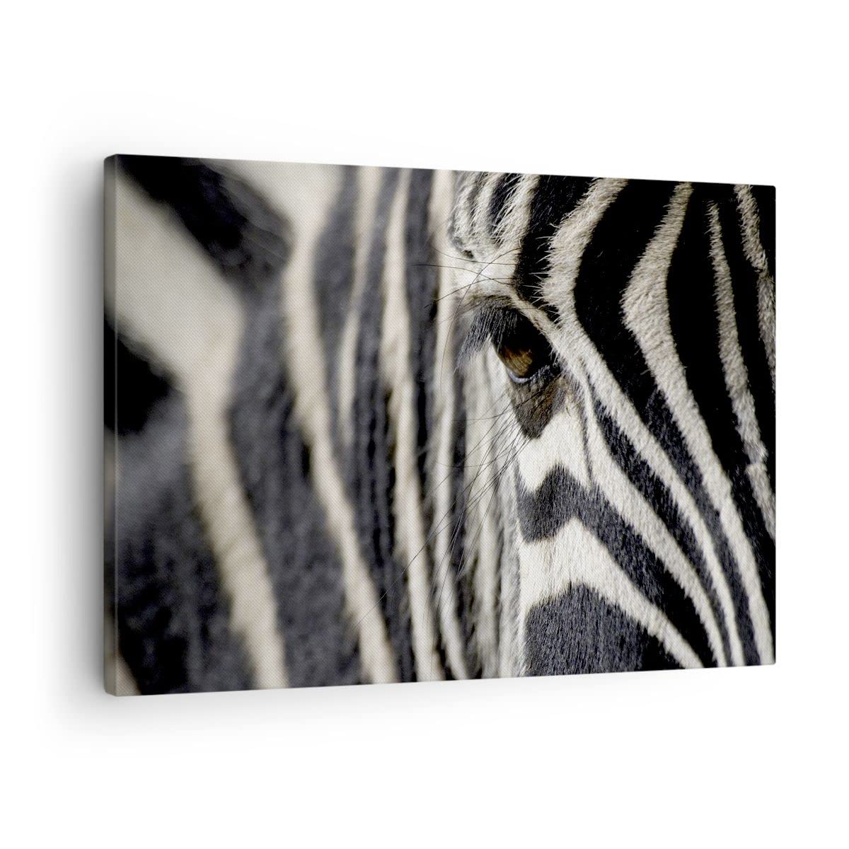 ARTTOR Lienzos decorativos Cebra rayas fauna safari Cuadro Sobre Lienzo Moderno 70x50cm Cuadros Decoracion Salon Dormitorio Cocina Cuadros Pared Imágenes Wall Art Prints Decor Canvas AA70x50-2195
