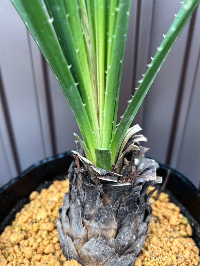 ダシリリオン ミキワネンシス G 耐寒性ダシリリオン ミキワネンシス大