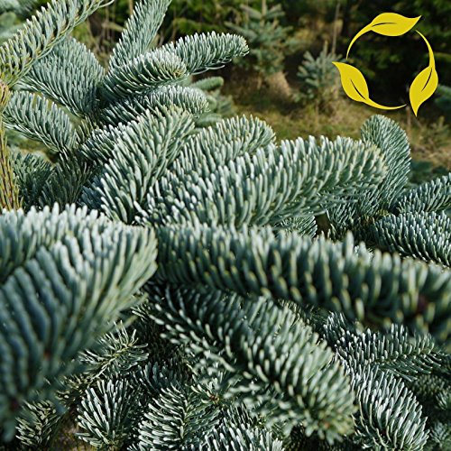 Abete nobile Abies Nobilis Procera - 10+ SEMI