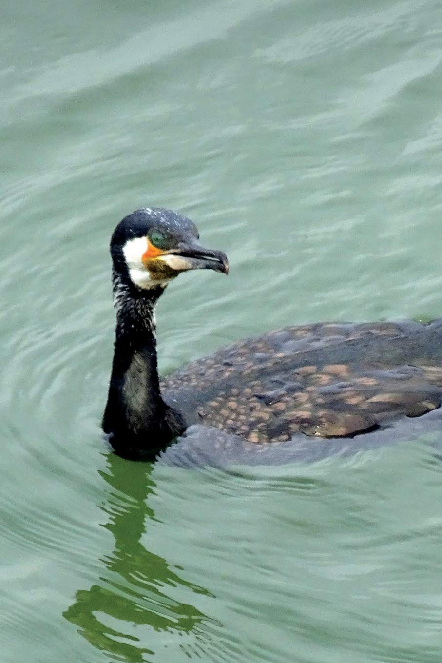 Indian Cormorant