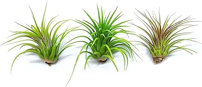 Tillandsia Air Plants Live Indoor Plants (12PK), Airplants Variety Live Plant Kit, Tropical Plants Live Houseplants, Air Plant Live Succulents Plants Live Plants Indoor House Plants by Plants for Pets