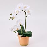 Avoeco 15-Inch Real Touch Orchidée artificielle Phalaenopsis en Pot, Fuchsia , plante d'orchidée réaliste, idéal pour la décoration à la maison ou le don
