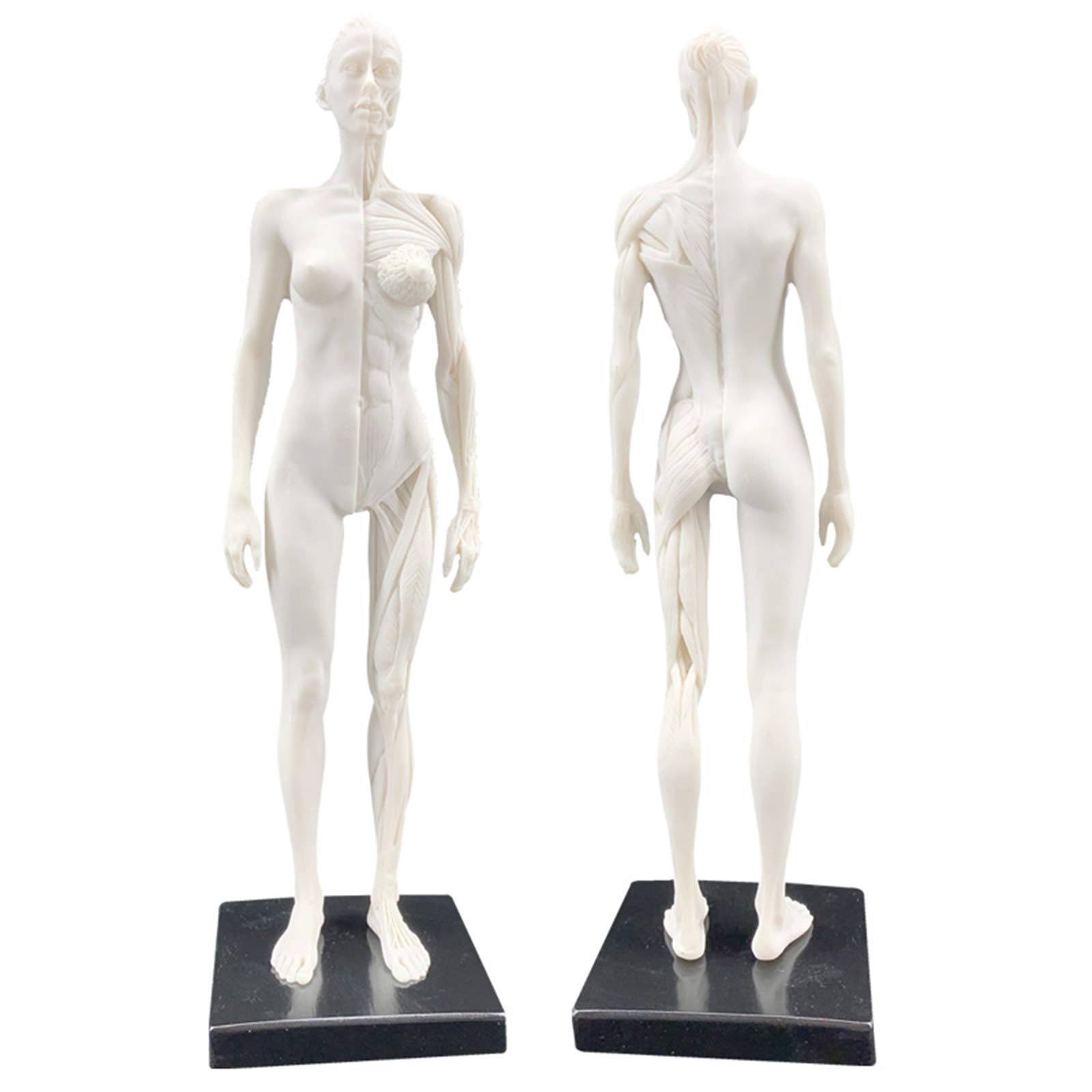 Sjdopulse Women's A Natomy Figure Human Natomical Muscle Bone Model Human Natomical Natomy Skull Head Rt Sketch Painting Sculpture Model For Rtist Drawing Study (A)