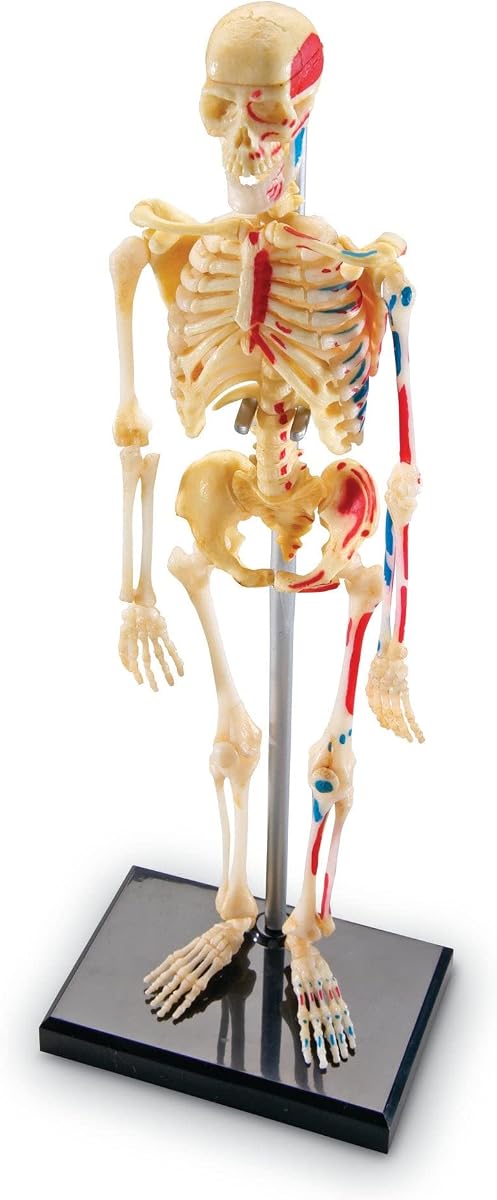 Modelo de esqueleto | Imprescindibles para el aula de ciencias, elementos esenciales para estudiantes de STEM, práctica de anatomía, regreso a clases