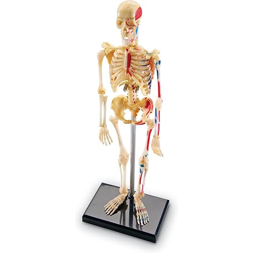Learning Resources Skeleton Model, Miniature Model, Easy to Manipulate, 41-Piece Model