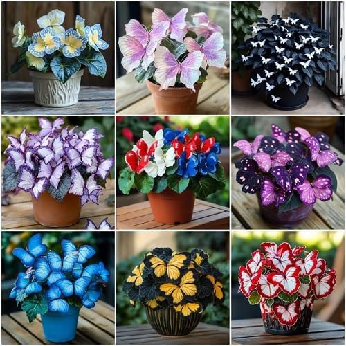 100Pcs Mixed Coleus Plant Seeds