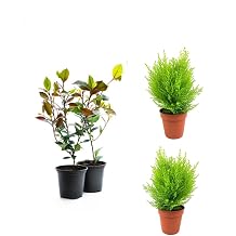 Gardenbox Bah e Peyzaj Seti, 2 Adet Alev  al s  ve 2 Adet Limoni Servi Fidan