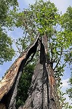 Home Comforts Damaged Tree Burnt Tree Lightning Damage-20 Inch By 30 Inch Laminated Poster With Bright Colors And Vivid Imagery-Fits Perfectly In Many Attractive Frames
