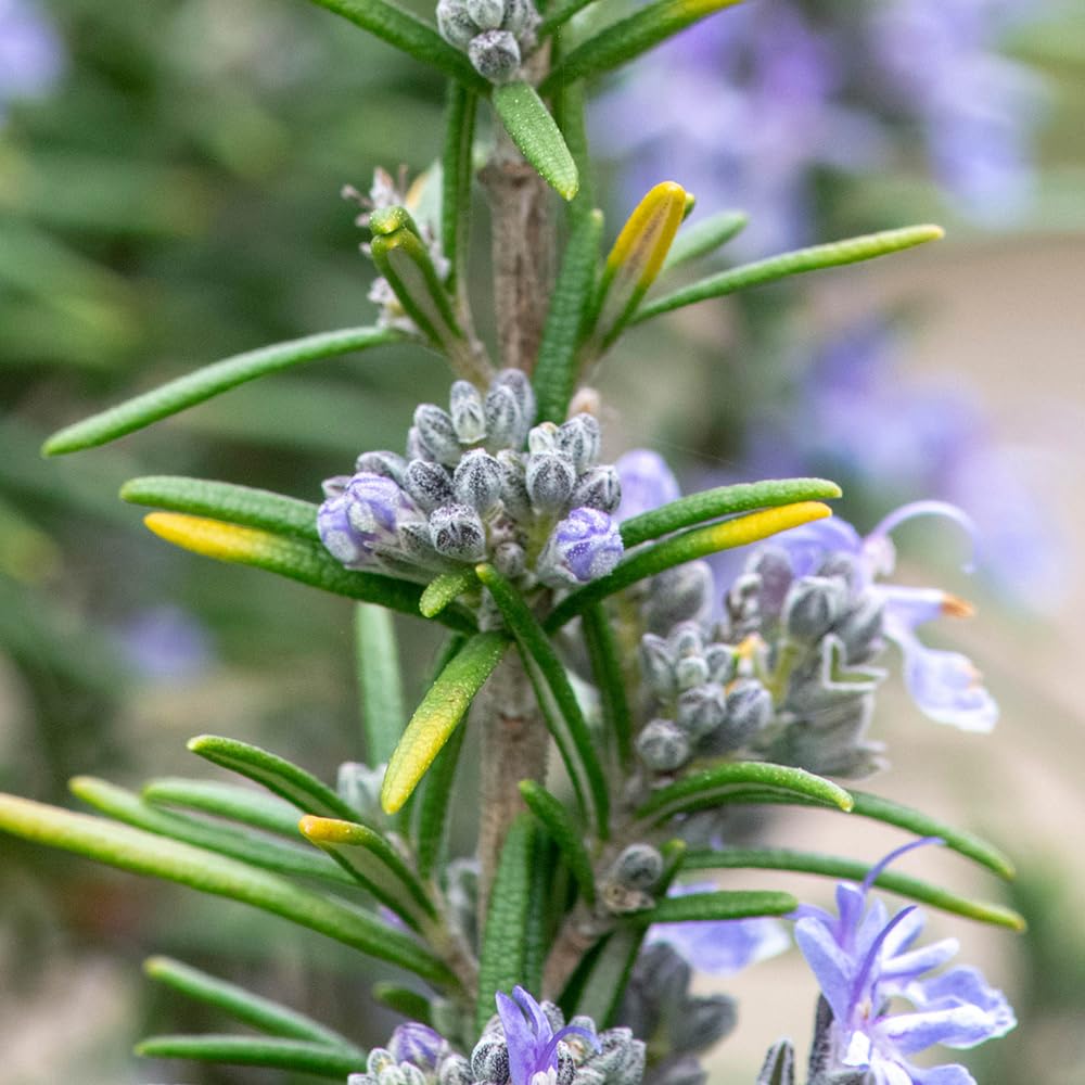 YouGarden - Rosemary ‘Miss Jessopp’s Upright’ Established Plant in 9cm Pot