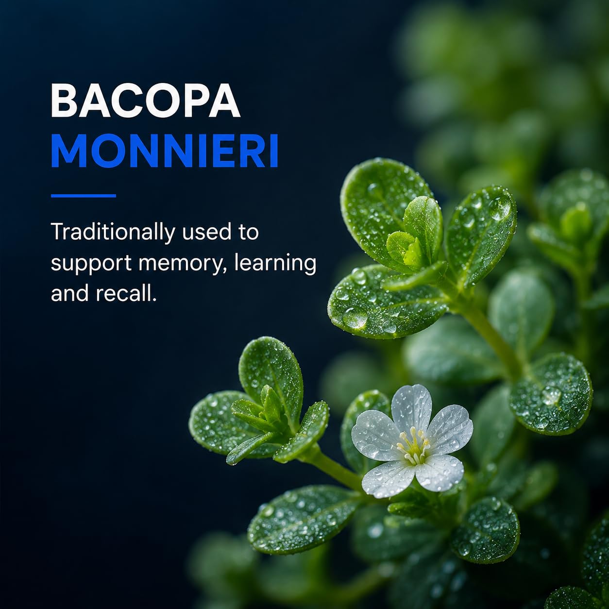 Nootropic Brain Supplement, Stimulant-Free Cognitive Enhancer with Citicoline, Lion's Mane & Bacopa for Focus, Memory & Mental Clarity, Caffeine-Free Brain Support, 90 Capsules — Amazon image 7