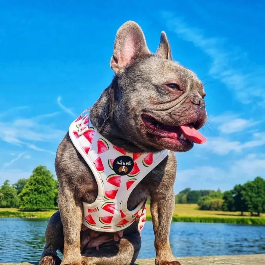 Amazing soft watermelon padded dog lead, comfortable handle, stylish cute design, long dog lead 152cm (small) - Image 2