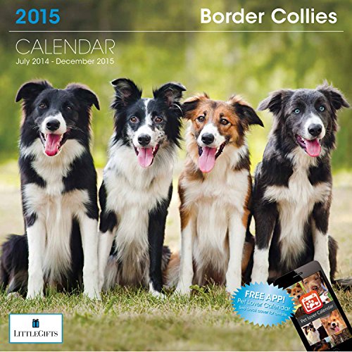 Little Gifts Border Collie 2015 Calendar (8140)