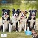 Little Gifts Border Collie 2015 Calendar (8140)