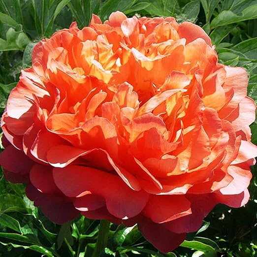 Cooto Garten Pfingstrosen Zwiebeln Rhizom Chinesische Pfingstrose