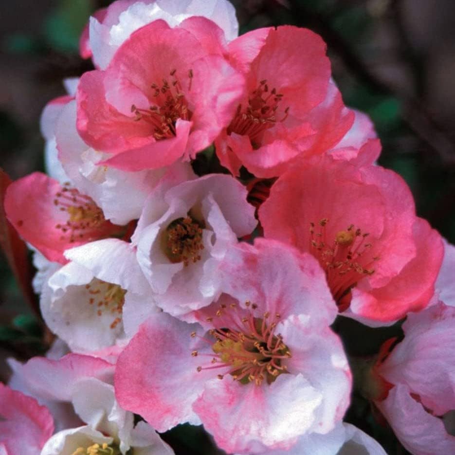 TriStar Plants - Toyo Noshiki Flowering Quince, 1 Gallon Pot - Established Roots - Quince Bush - Chaenomeles, Live Plant, Bonsai, Indoor Plant, Fruit