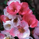 TriStar Plants - Toyo Noshiki Flowering Quince, 1 Gallon Pot - Established Roots - Quince Bush - Chaenomeles, Live Plant, Bonsai, Indoor Plant, Fruit