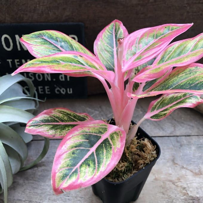 Amazon｜アグラオネマ ロータス デライト「Aglaonema Lotus Delight