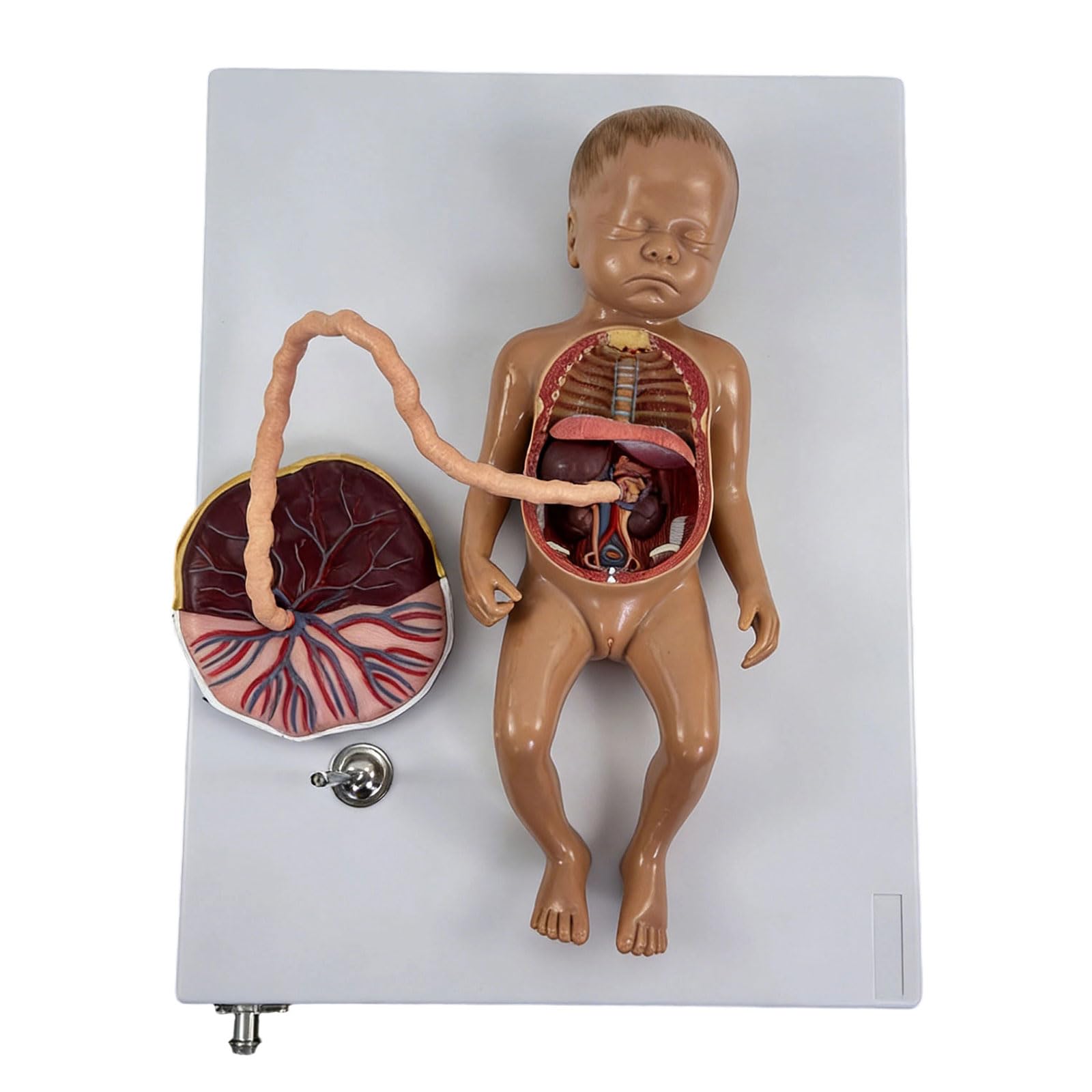 Sviluppo fetale educativo con struttura dei polmoni del cuore staccabile adatto per lo studio in classe Modello circolazione fetale Strumento educativo per l ' anatomia