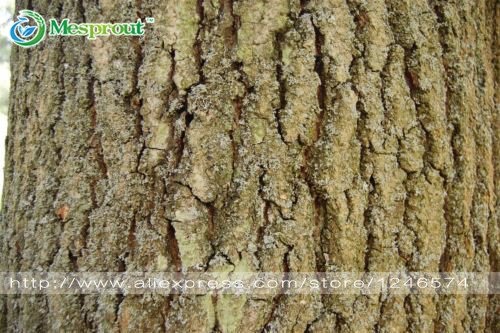 Bonsai Samen 10pcs Esche, Gemeine - Fraxinus excelsior Samen Bonsai-Baum  Grove - DIY Gartenarbeit! Sehr einfach zu wachsen! : Amazon.de: Garten