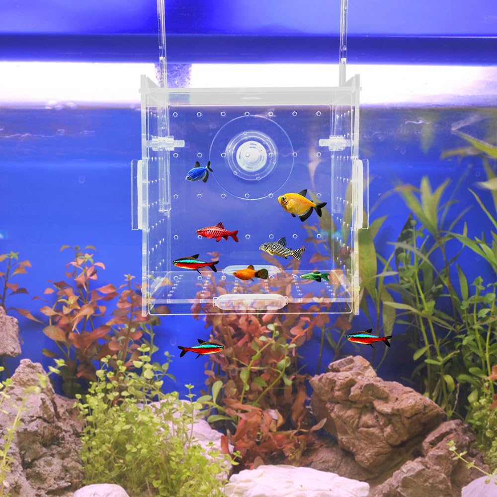 10 × 10 × 10cm Allevamento per Acquario con Ventosa, Mini Terrario per Insetti, Piccola Acrilico Scatola di Allevamento, Trasparente Sala Parto Acquario, per L'isolamento, la Schiusa, la Piscicoltura
