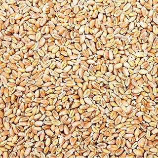 Petigi blé fourrager 30 kg pour poules et volailles