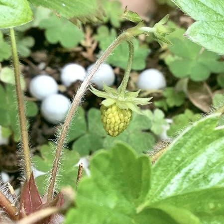 Amazon Co Jp ハーブ 苗 ワイルドストロベリー 白実 アルペンイエロー 3号ポット苗 ホーム キッチン