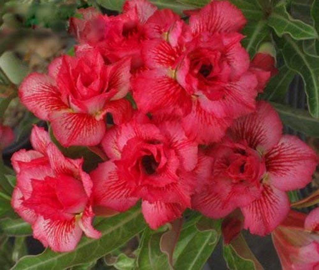 OhhSome Bonsai Live Plant Desert Rose Adenium Obesum Double Tongake Seedling Garden Exotic Rare (1 Live Bonsai Plant)