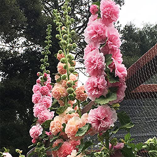 300+ Hollyhock Seeds Carnival Mix Giant Mallow Double Hollyhock Flowers Seed Perennial Outdoor Home Garden Flower #TOP1