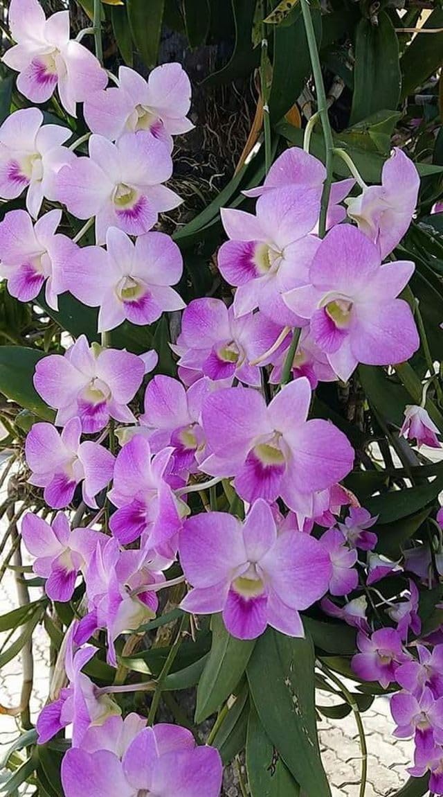 ARUSHI PLANTS MARKET VANDA ORCHID FLOWER PLANT PACK OF 1 hbf (B0CMP7HC5L) Amazon Price History, Amazon Price Tracker